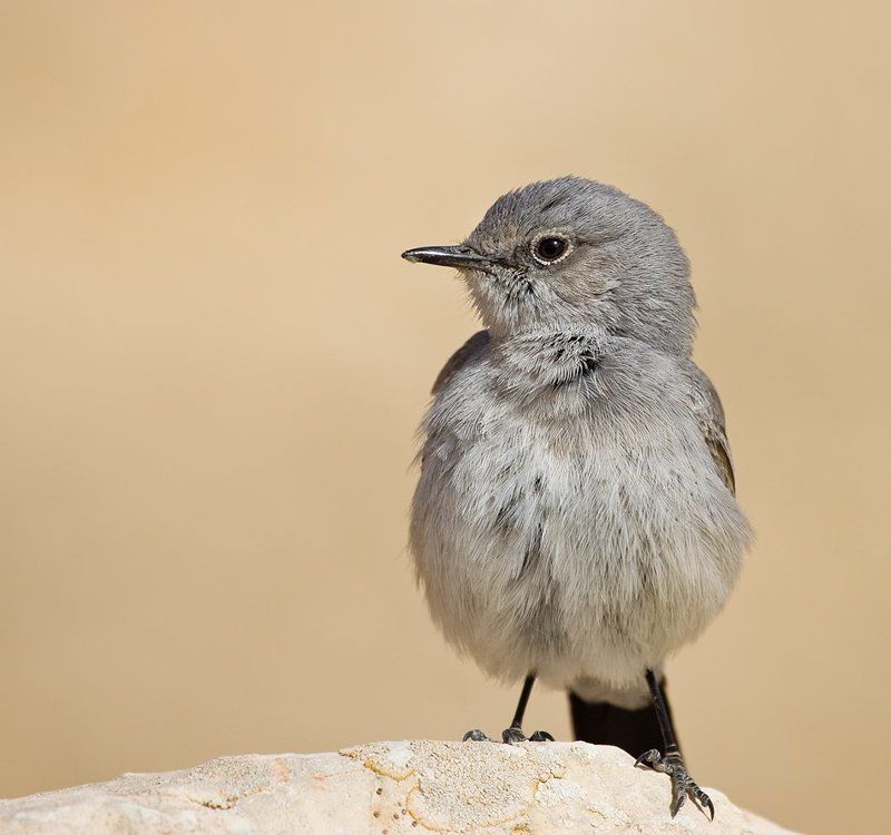 чернохвостка пушарик )))photo preview