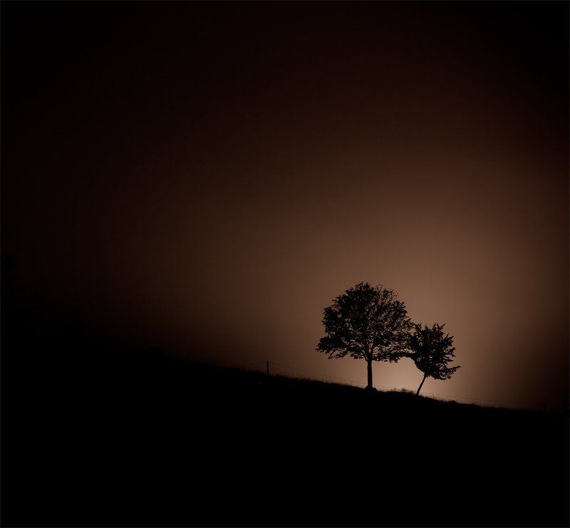 деревья,ночь,силует,свет,пейзаж Силуетphoto preview