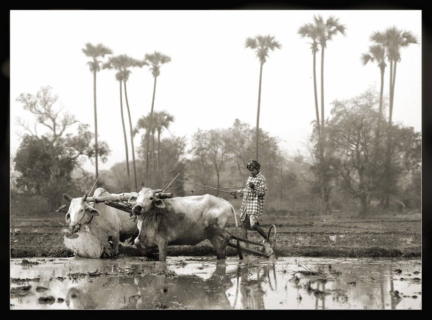 ***. Автор: Виктория Роготнева бирма, мьянма, рис, буйволы, Виктория Роготнева