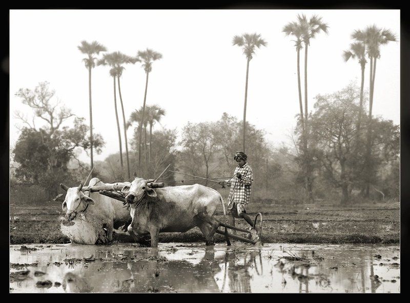 бирма, мьянма, рис, буйволы ***photo preview