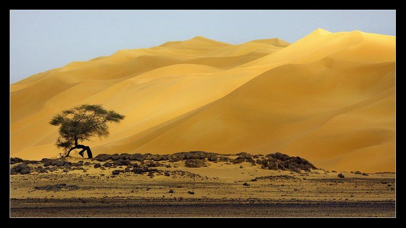 сахара, ливия, песок, дюны, африка Ливийский бонсай....photo preview