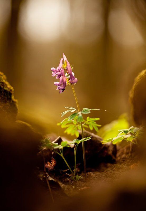 хохлатка, вечер Среди древних корнейphoto preview