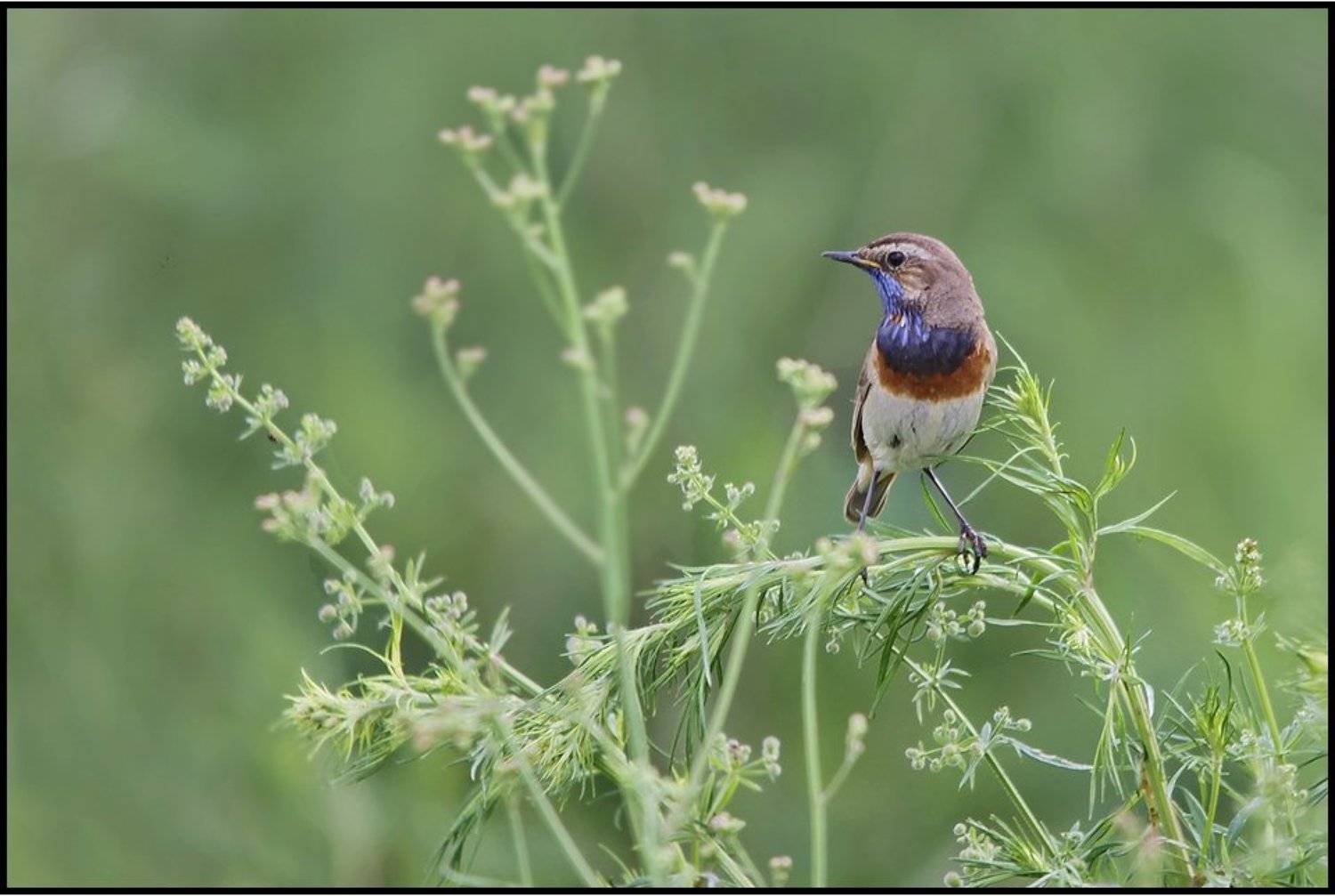 Варакушка. Автор: Леонид , Леонид