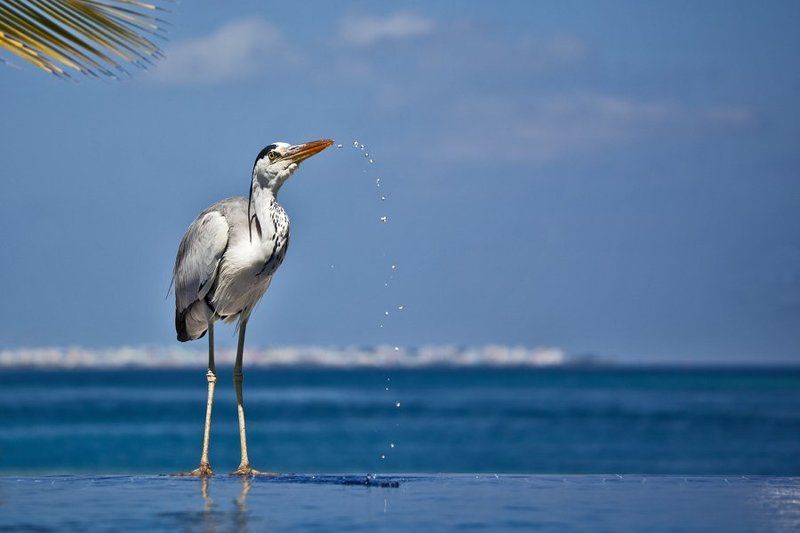 аист, вода ***photo preview