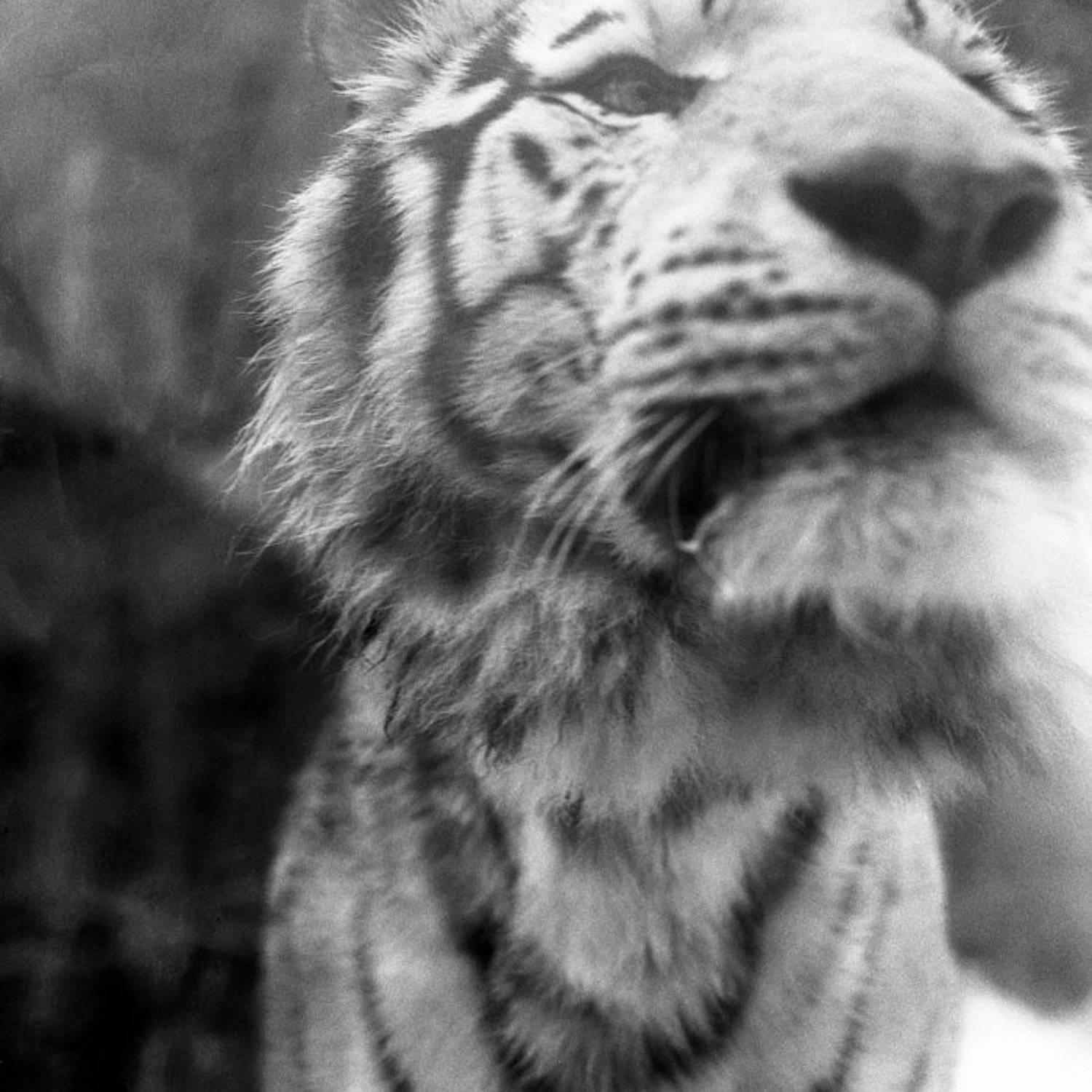 *. Автор: африка , африка