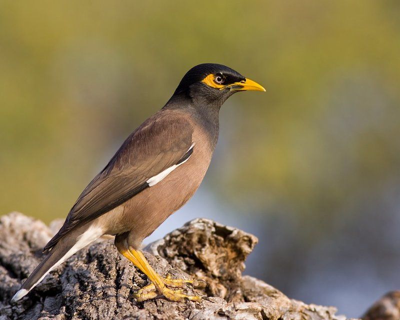 майна элегантныйphoto preview