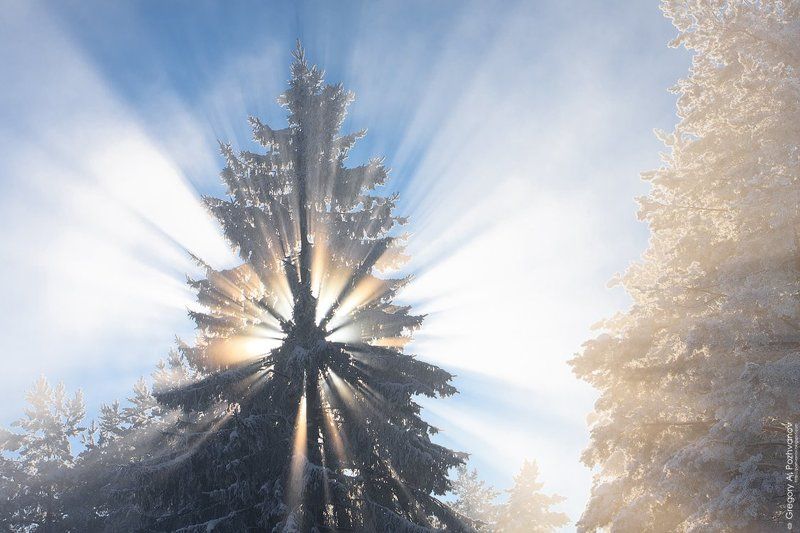 зима, февраль, туман, ёлка, солнце, лучи, свет Зимаphoto preview