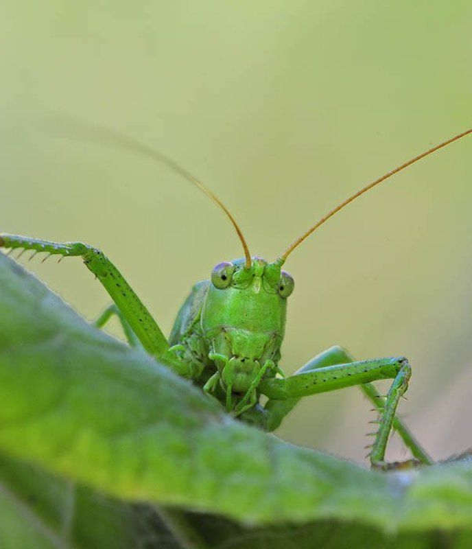 Легкое недоумениеphoto preview