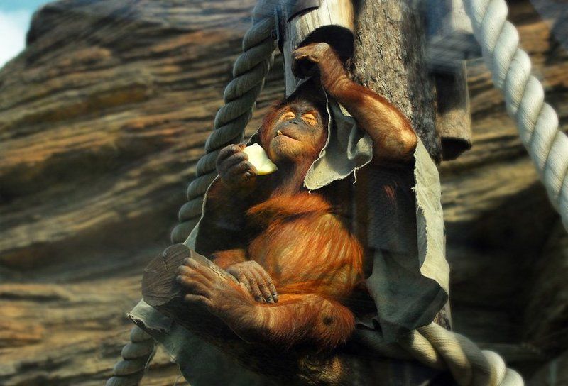 кайфphoto preview