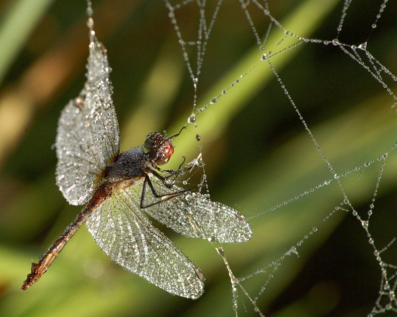 паутина, стрекоза, роса Swarovski поневолеphoto preview