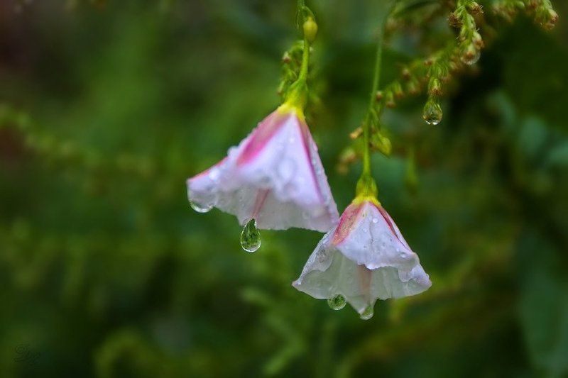 дождь, капли Шербургские зонтикиphoto preview