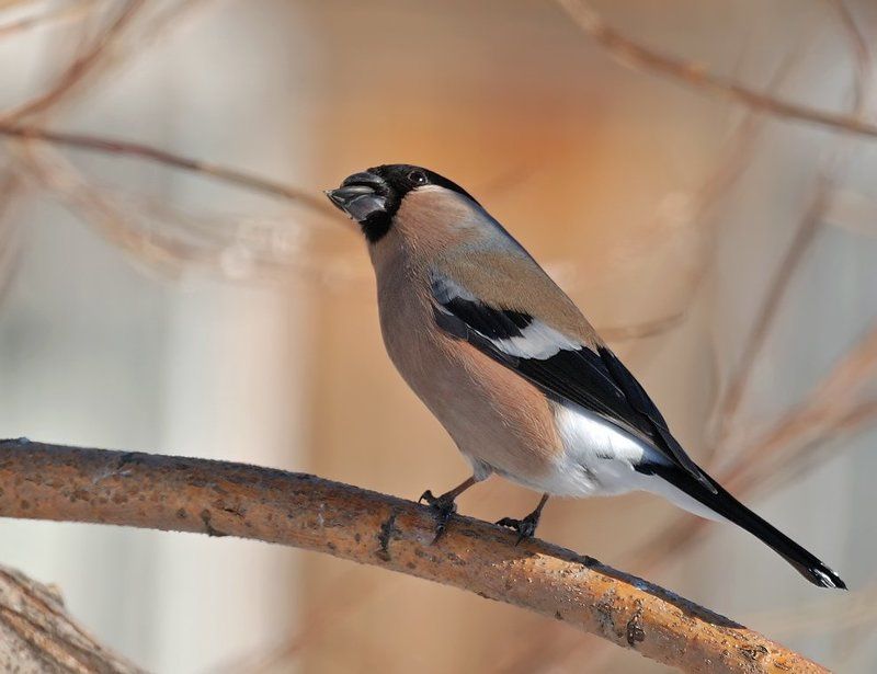птица, снегирь, самка Вечный кайф...photo preview