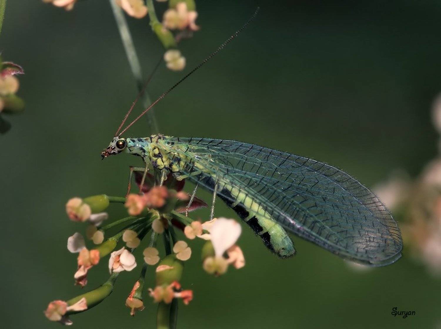 лето, трава, златоглазка, Олег Сурьянинов