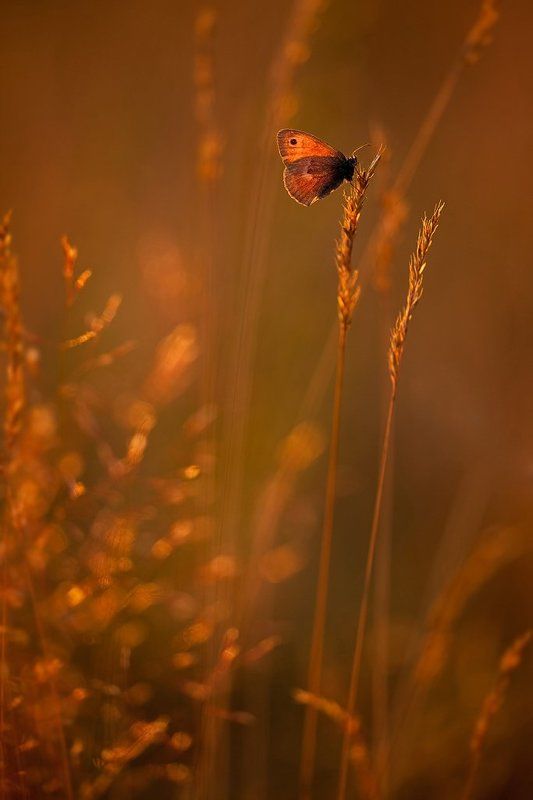 бабочка, вечер немного неопрятнаяphoto preview
