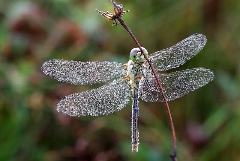 Оптимистphoto preview