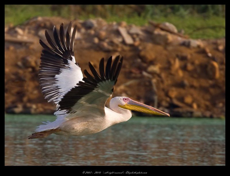 розовый, пеликан, pelecanus, onocrotalus, израиль Розовый пеликан - Pelecanus onocrotalusphoto preview