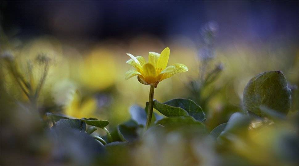 , Наталья Ова