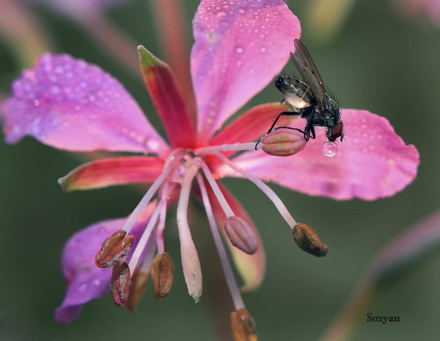 лето, цветок, муха, Олег Сурьянинов