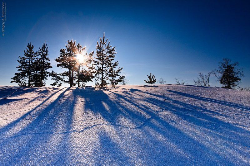 тени, полдень, зима, февраль, мороз, холод, снег, деревья, карелия, лехмалахти Полуденные тениphoto preview