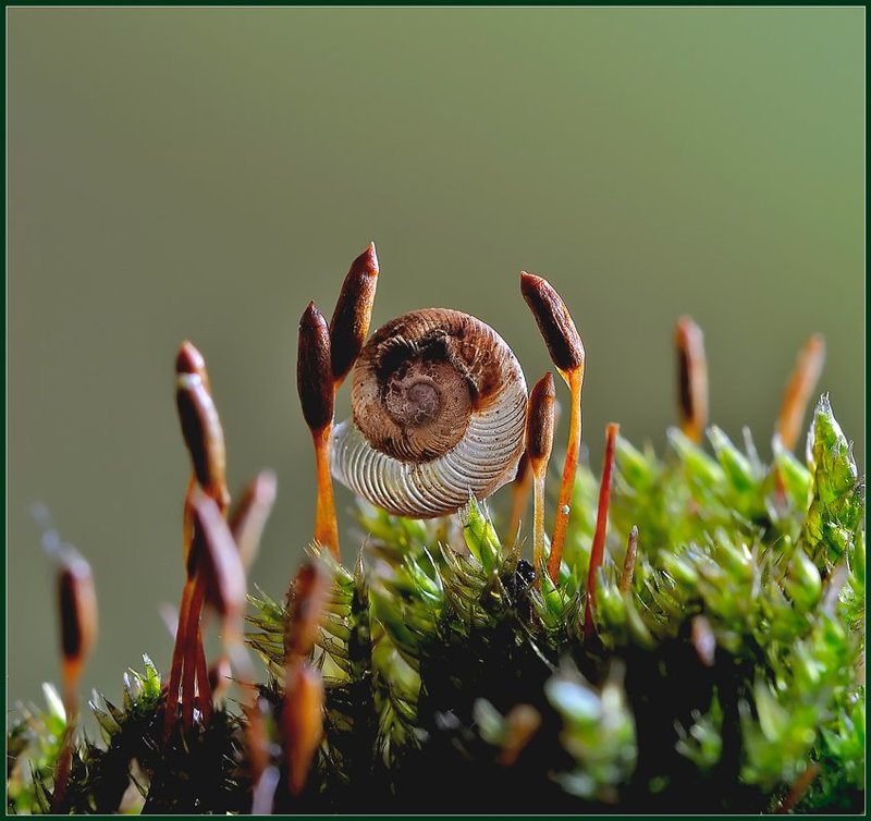 Теремок.photo preview