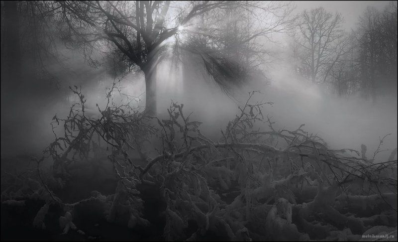 Звезда и тернииphoto preview