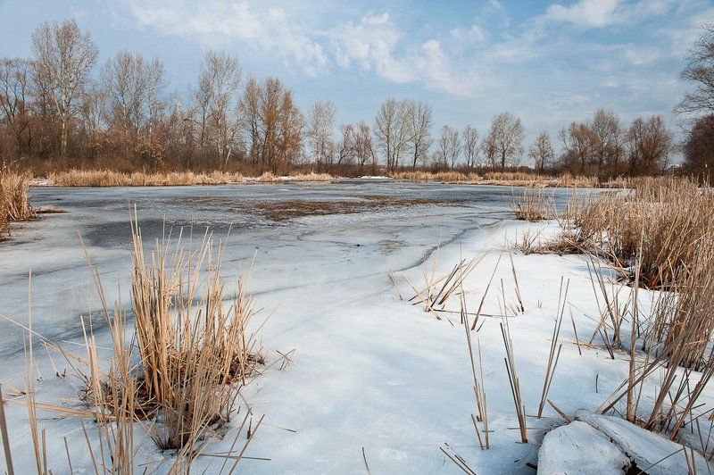 киев, десенка, март, весна, камыши, небо Весенний этюд..photo preview