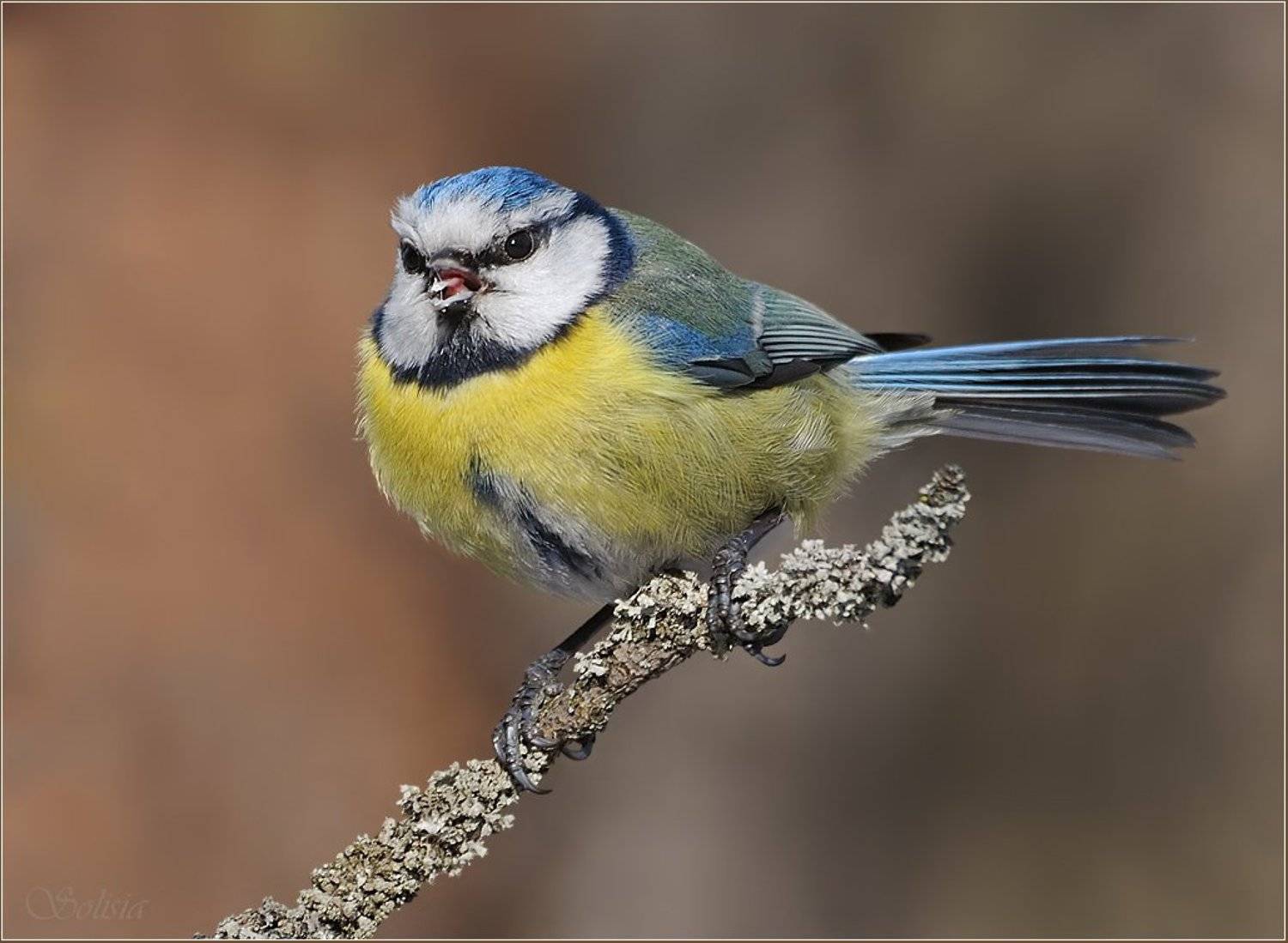 птицы, природа, лазоревка, синица, весна, Солисия