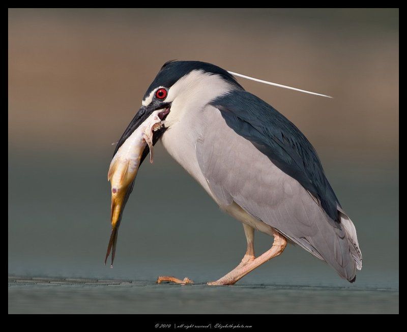кваква, black, crowned, night, heron, израиль Кваква- Black-crowned Night Heronphoto preview