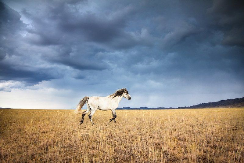 лошади, животные, природа, казахстан лошадиphoto preview