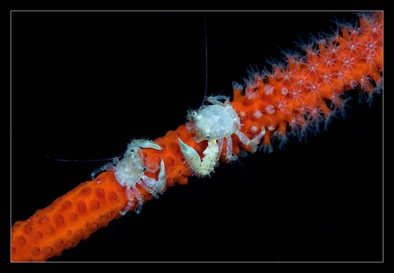 камбоджа, cambodia, макро, краб,коралл,дайвинг, Нарчук Андрей