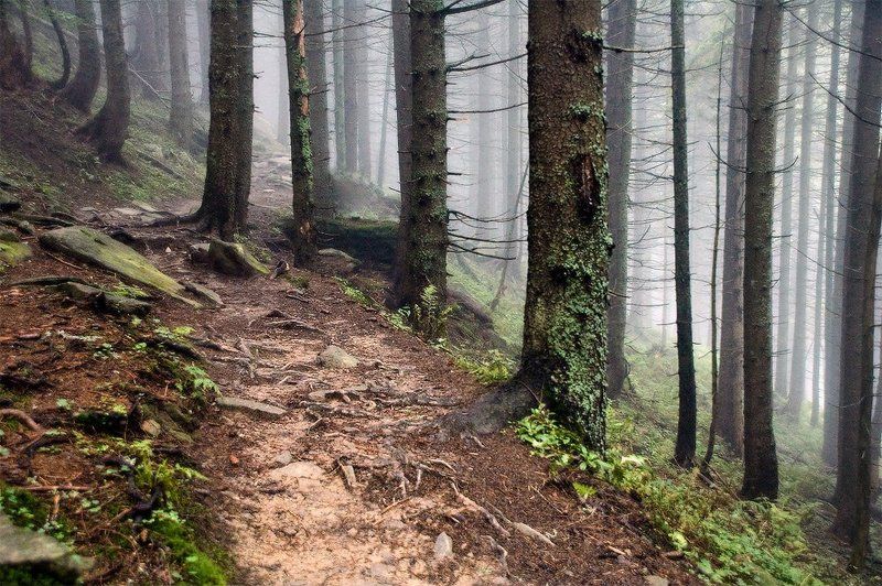 карпаты, осень, природа, пейзаж, утро, лес Шphoto preview