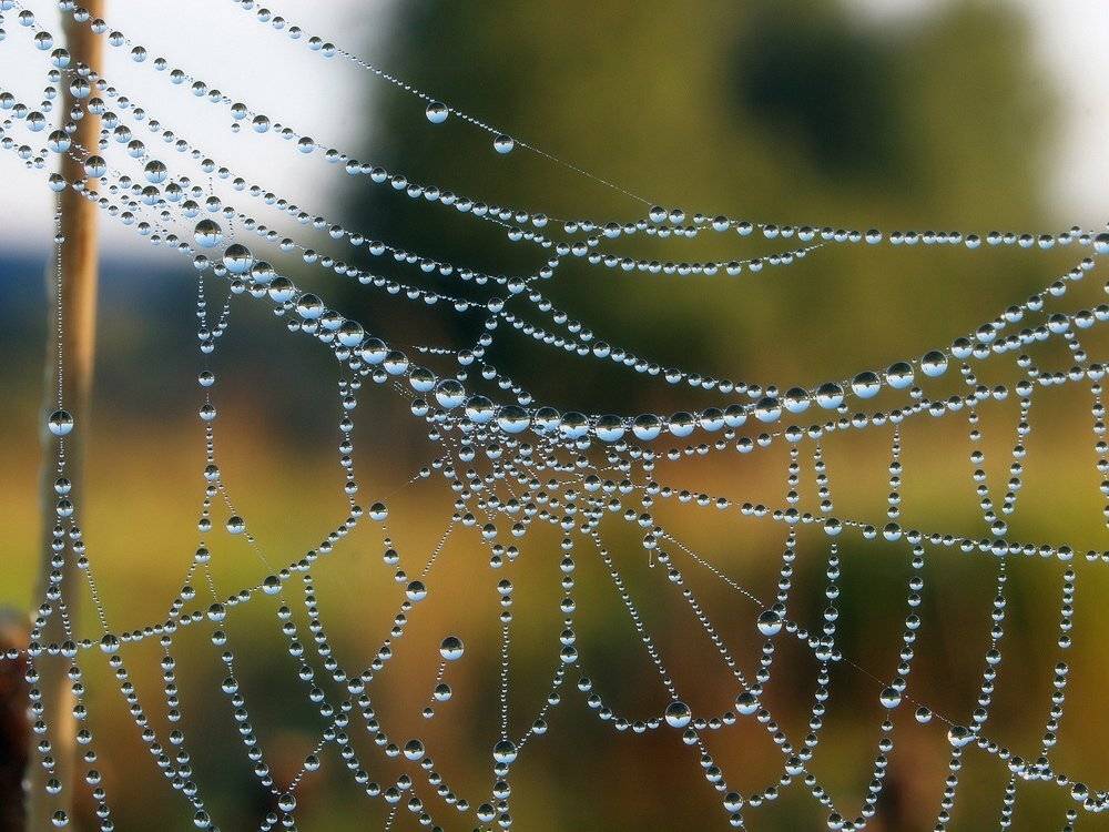 Множество.... Автор: Владимир Перепечаев , Владимир Перепечаев