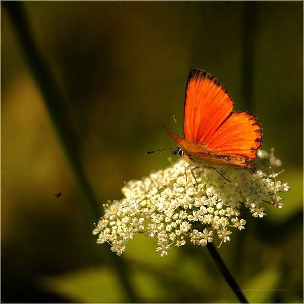 Стой, кто летит...!). Автор: Дмитрий Алексеев , Дмитрий Алексеев