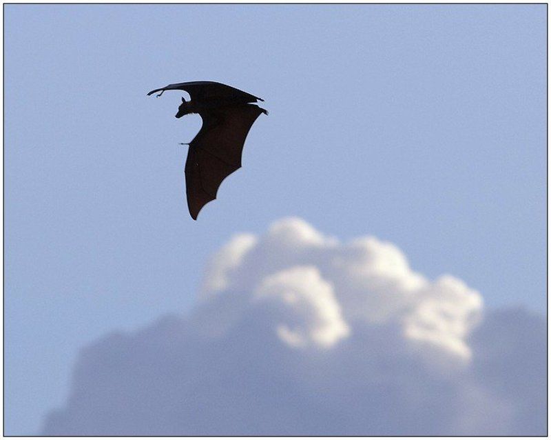 лиса, мышь, летучая Над облаками...photo preview