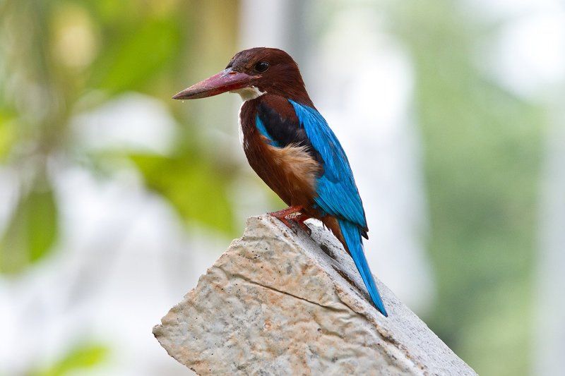 белогрудый, зимородок Kingfishersphoto preview