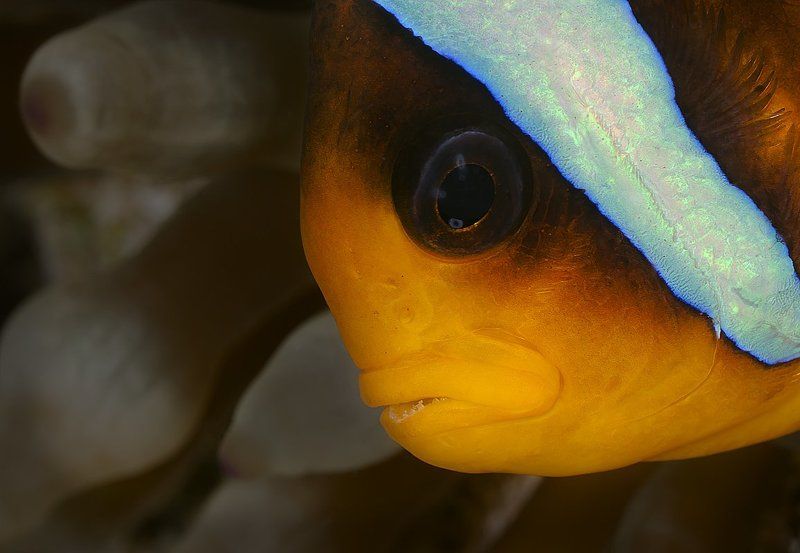 красное море, амфиприон, актиния Портрет с актинией на заднем планеphoto preview