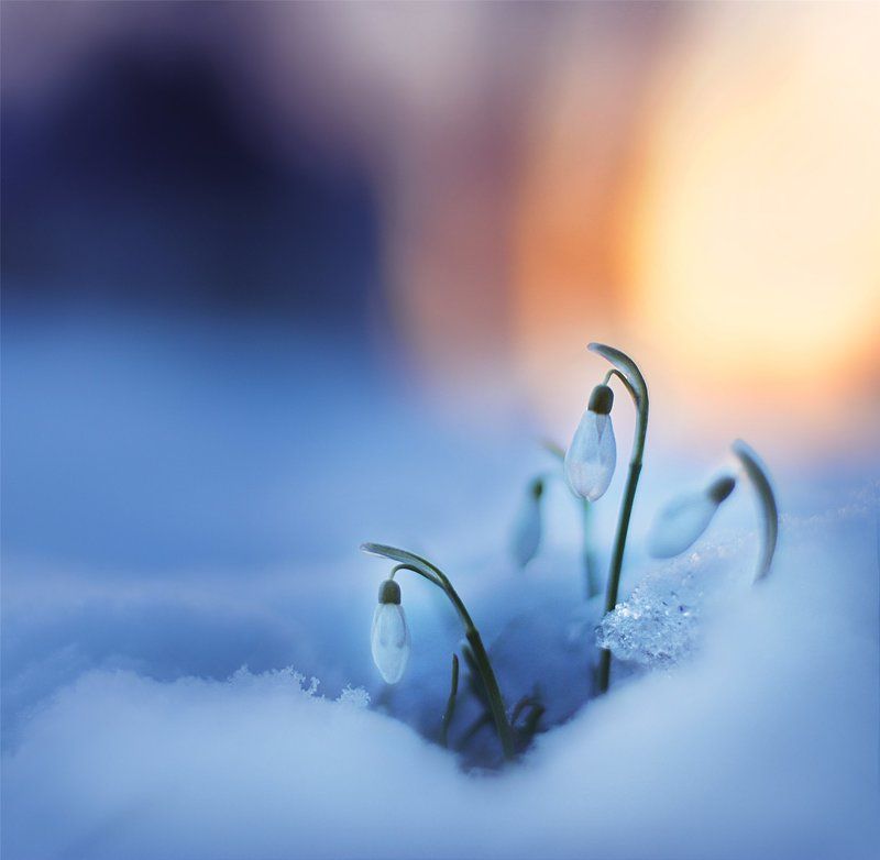 макро, весна, цветы Spring tender...photo preview