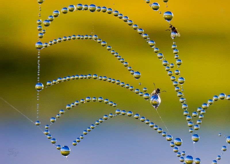 паутина, роса, мошка, пейзаж Утренние РОсСЫпиphoto preview