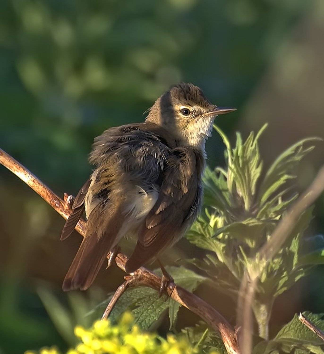 птица,природа,камышевка, Ермолаев Андрей
