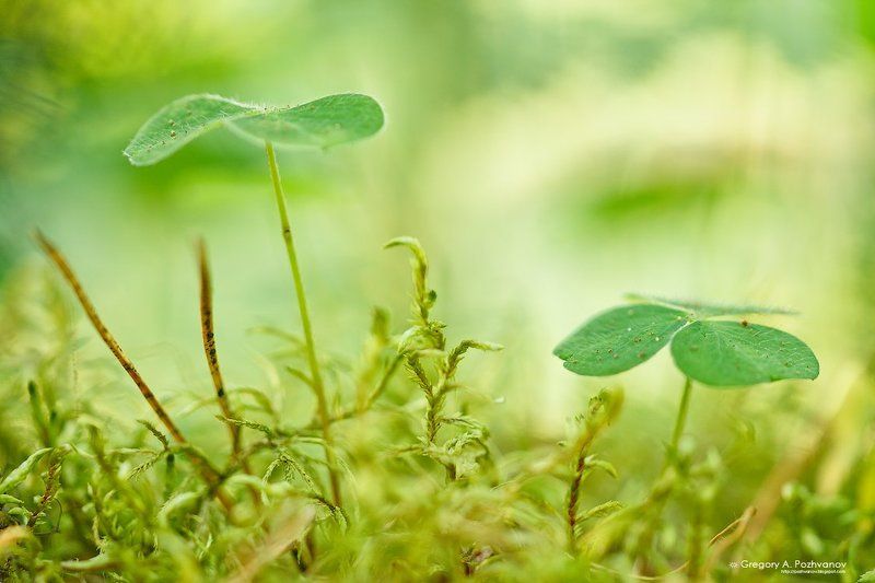 мох, растение, лес, макропейзаж, кислица, oxalis Лес под пологом лесаphoto preview