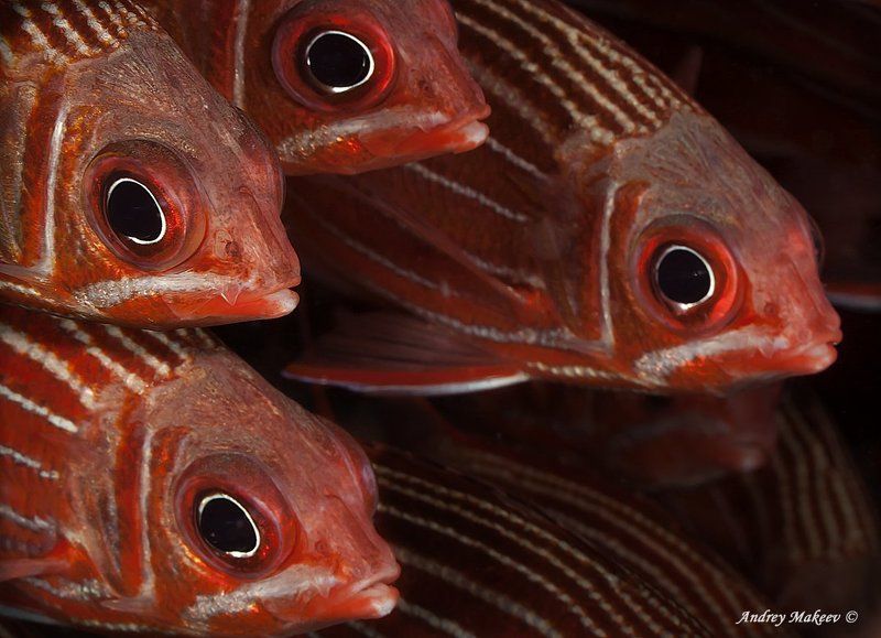 красное, море Сестричкиphoto preview