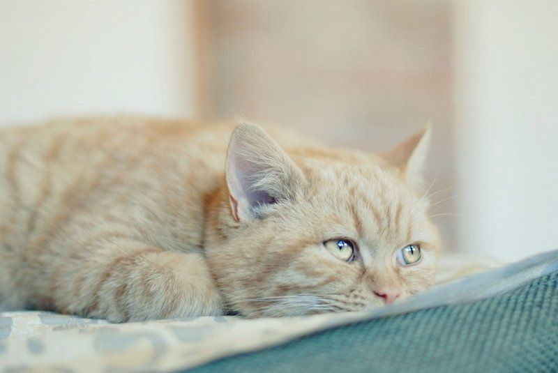 кот, кошка, котенок, кошки, рыбка, золотые рыбки, кролик друг человекаphoto preview