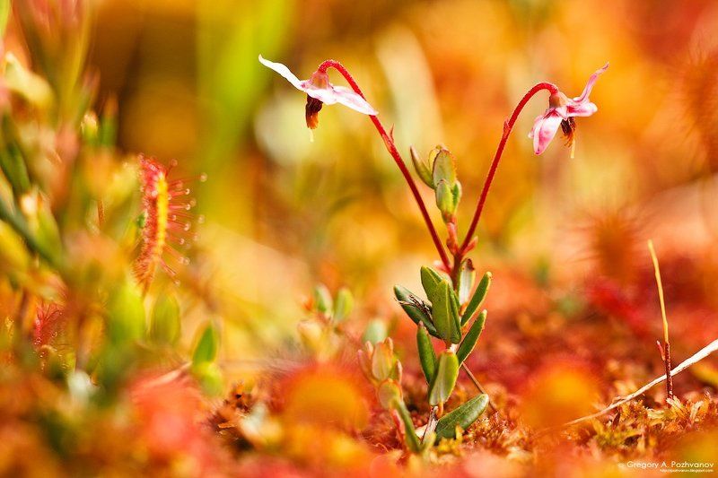 болото, росянка, oxycoccus, drosera, макропейзаж, лето Торфяные дебриphoto preview