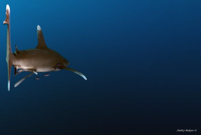 акула, лонгиманус \