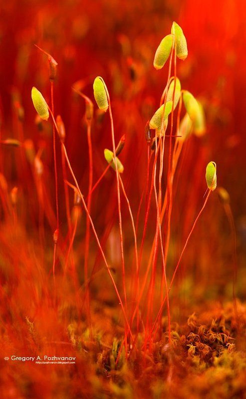 мох, растение, лес, макропейзаж Пожар в моховом лесуphoto preview