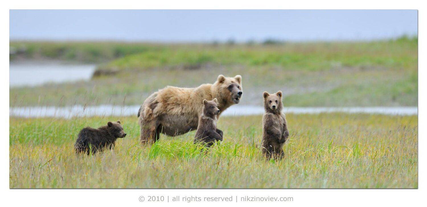 медведи, мишка, медвежата, дикая природа, аляска, сша, Николай Зиновьев