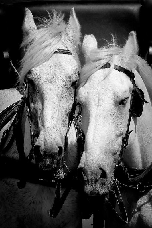 лошадь,лошади ...amour...photo preview