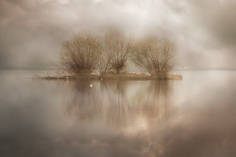 Bird Islandphoto preview