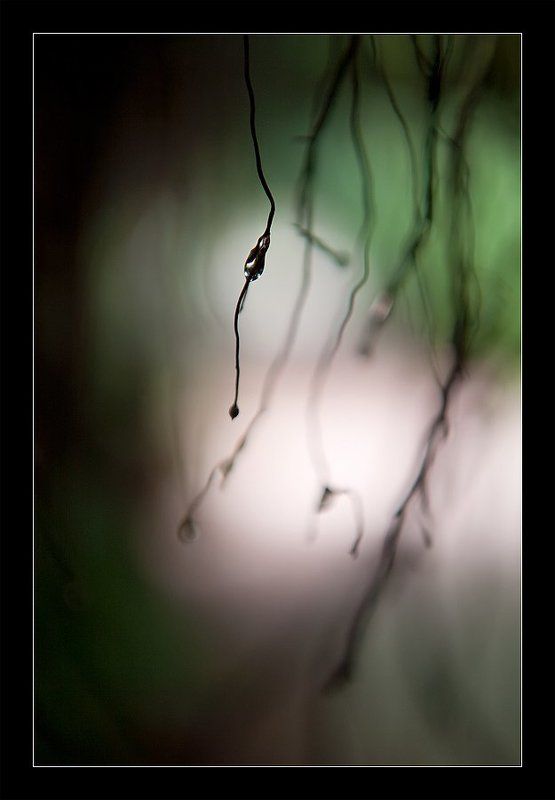 камбоджа, лес, корни, капля, cambodia Лабиринт для капли фото превью