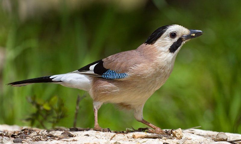 сойка хитрюляphoto preview